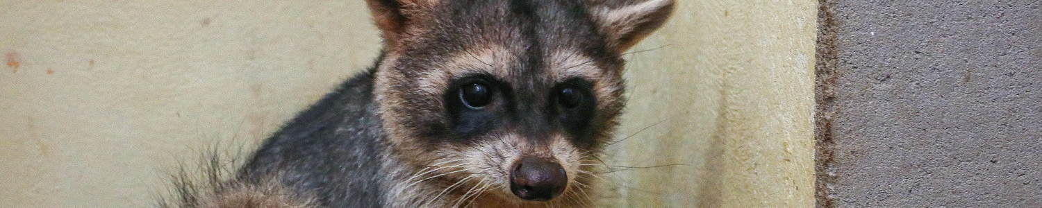 Guaxinim reabilitada na PUC Minas Poços de Caldas está apta à reinserção na natureza 
